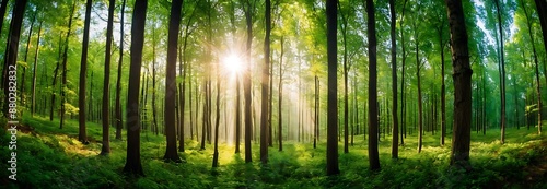 Sunlight filters through the leaves of the tall trees overhead, creating a dappled light effect on the path. The forest floor is covered in green ferns and other foliage.