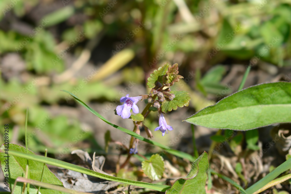 Ground-ivy flowers