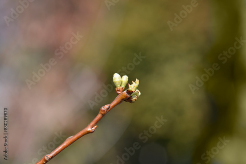 Greengage Regina Claudia branch with buds photo