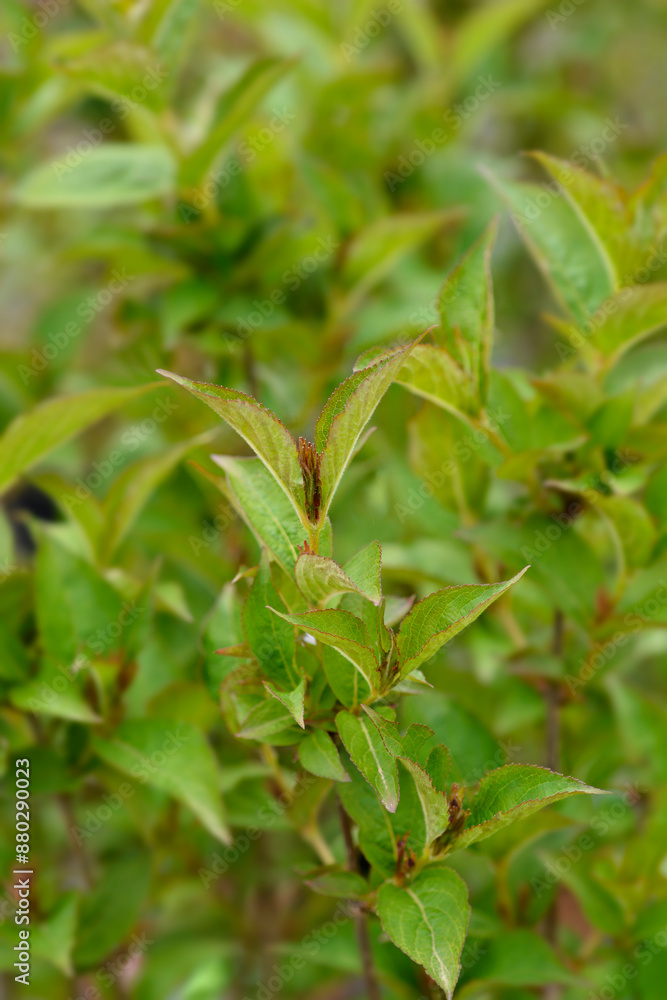 Weigela Bristol Ruby leaves Weigela Bristol Ruby leaves