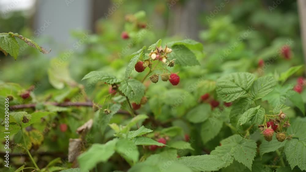 Close up of woman's hand picking raspberries from bush at farm Close up of woman's hand picking raspberries from bush at farm