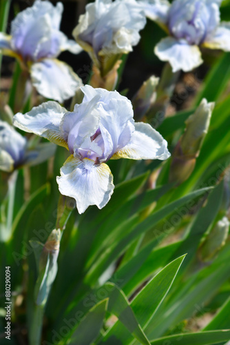 Intermediate bearded iris Palm Springs flower