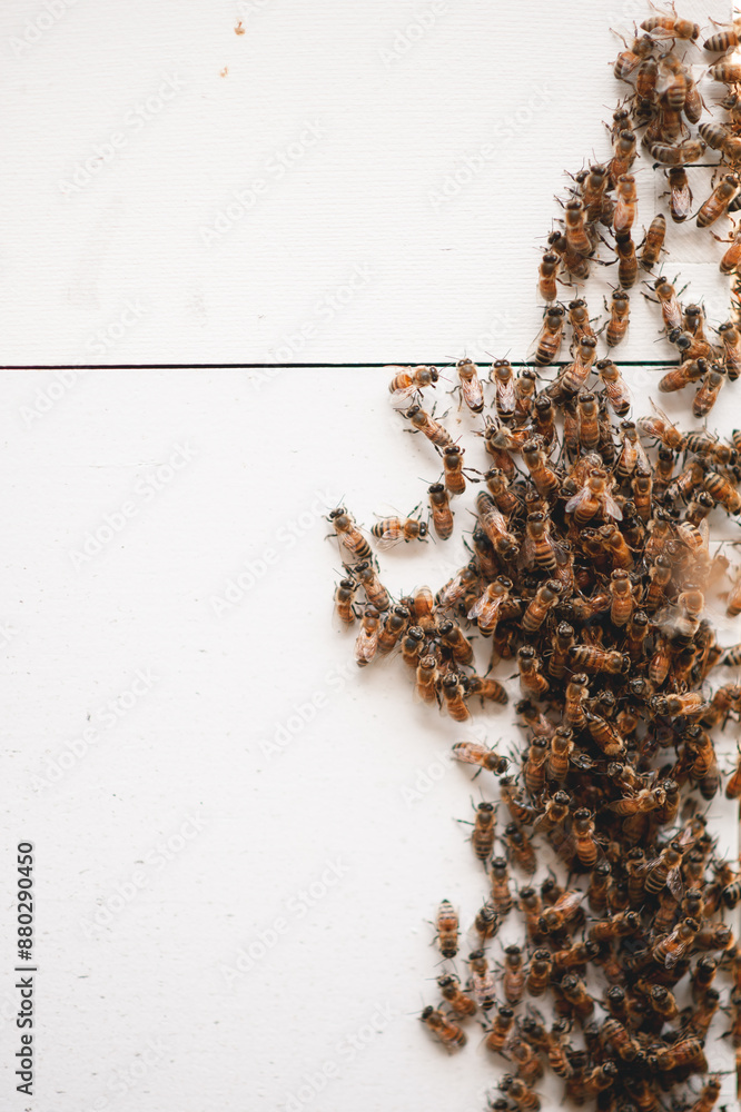Honey bees moving and working around their hive Honey bees moving and working around their hive