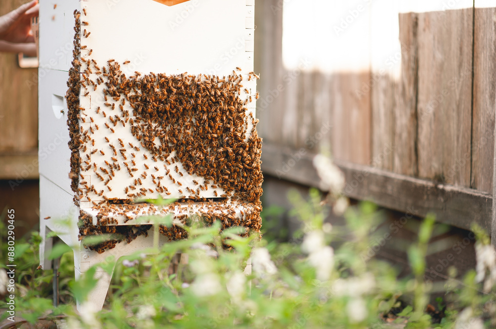 Honey bees moving around hive while beekeeper harvests honey Honey bees moving around hive while beekeeper harvests honey