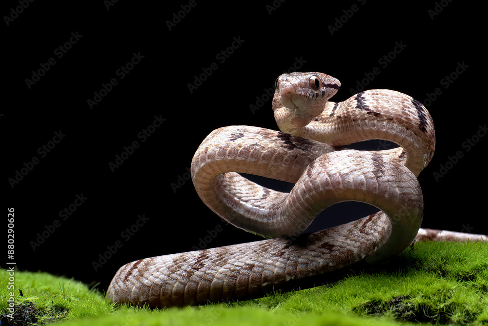 Obraz premium Dog-toothed Cat Snake in attack position