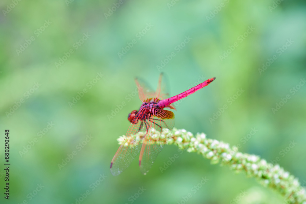 Close-up view of  pink dragonfly perching on grass