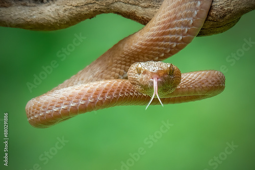 Get ready, Pink viper, Mangrove viper photo