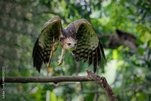 Changeable hawk-eagle, Nisaetus cirrhatus in fly photo