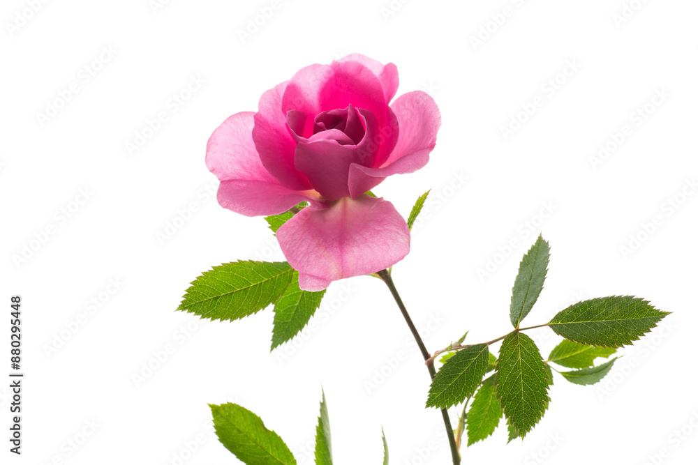 Beautiful pink rose on a white background Beautiful pink rose on a white background