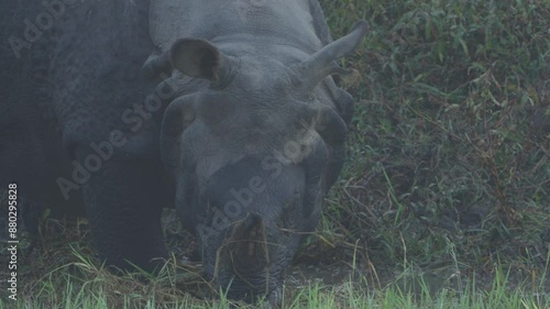 one horned rhino in Nepal photo