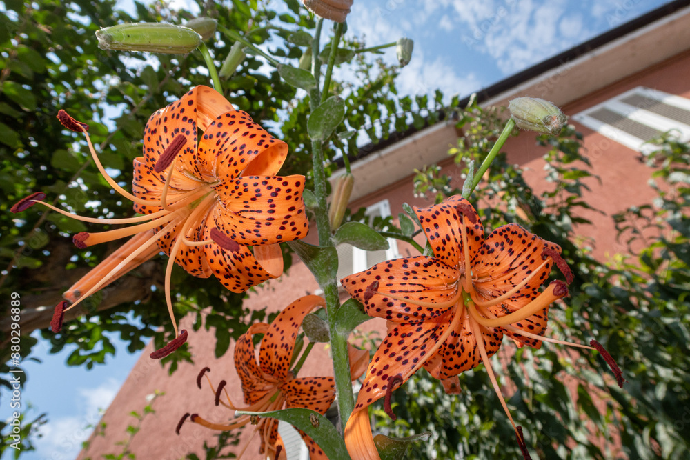 Lilium Tigrinum Lily flower petals color