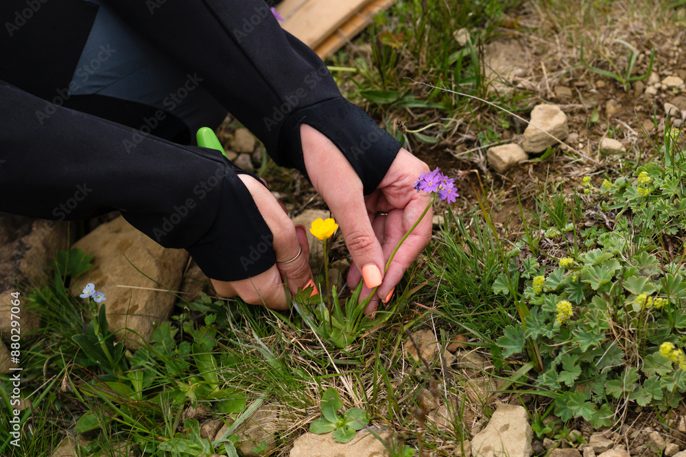 Fototapeta premium Botanist digs up wildflowers for herbarium research.