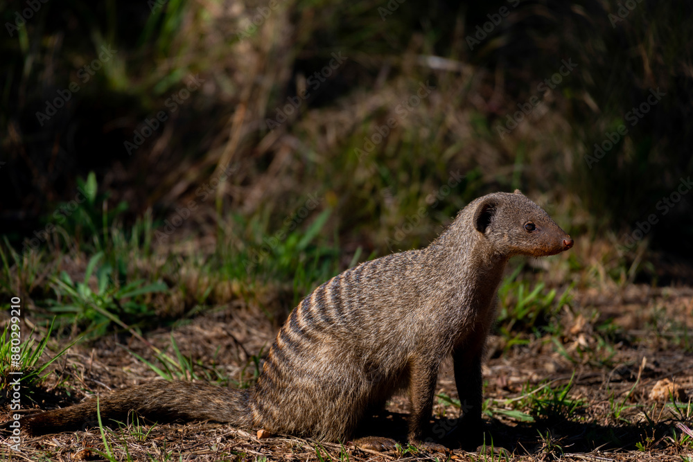 Fototapeta premium A seated banded mongoose in Roodeplaat nature Reserve, South Africa