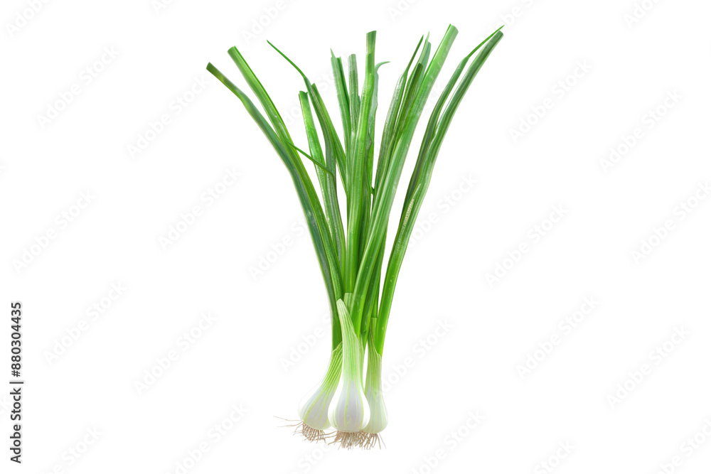 Green spring onion isolated on transparent background Green spring onion isolated on transparent background