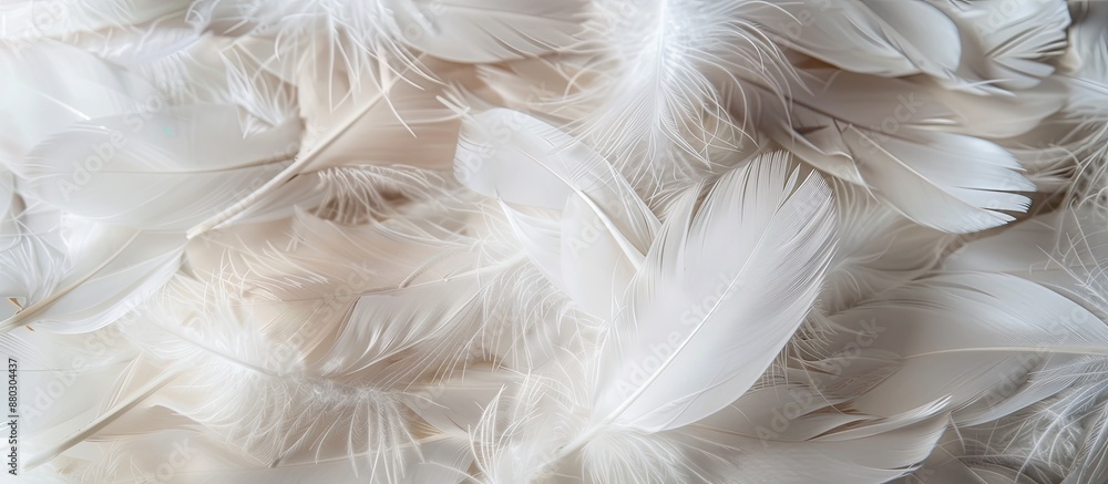 Fototapeta premium A lovely array of white duck feathers, ideal for a background or texture in a copy space image.