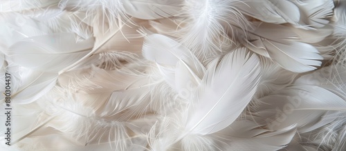 A lovely array of white duck feathers, ideal for a background or texture in a copy space image.