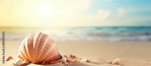 Seashell on the sandy beach background with copy space image. photo