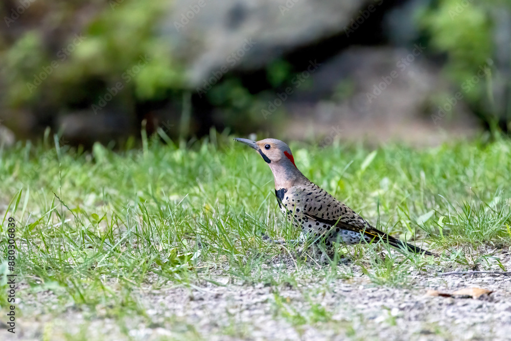 The northern flicker (Colaptes auratus) collect food in the meadow The northern flicker (Colaptes auratus) collect food in the meadow