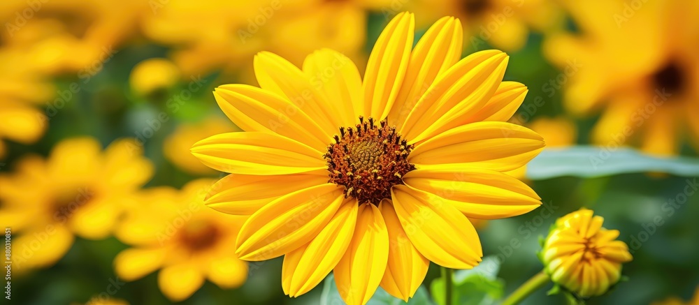 Vivid close-up image of a vibrant yellow Heliopsis scabra flower in a public garden, creating a stunning summer backdrop with space for text. Vivid close-up image of a vibrant yellow Heliopsis scabra flower in a public garden, creating a stunning summer backdrop with space for text.