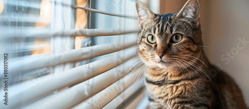 Tabby cat sitting by window blinds indoors, with a blank area for text in the image photo