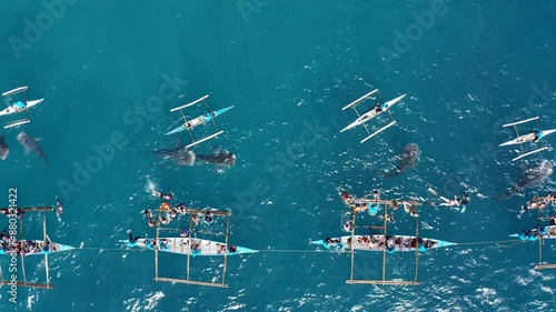 People snorkeling and and watch whale sharks from above. Oslob