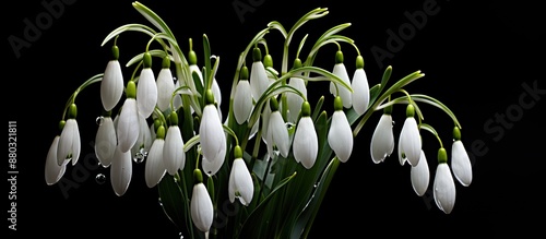 Close-up of real fresh live snowdrops on a black background with copy space image. photo