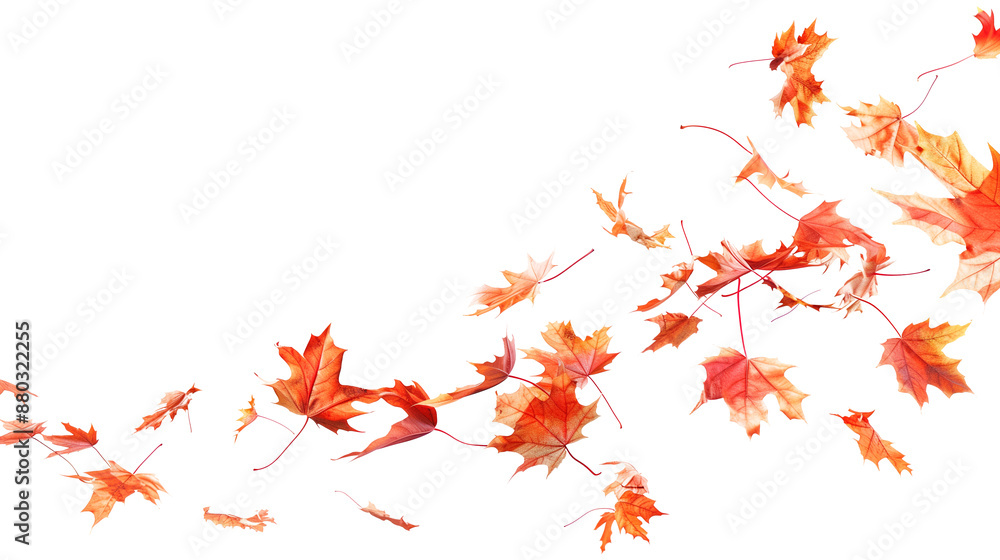 Orange autumn maple leaves blowing in the air. Movement and natural flow Orange autumn maple leaves blowing in the air. Movement and natural flow