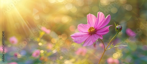 A pink cosmos flower adding charm to the copy space image. © HN Works