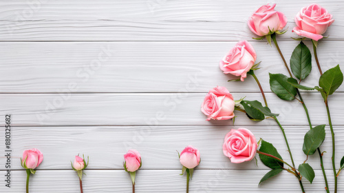 Fototapeta Naklejka Na Ścianę i Meble -  Elegant blush pink roses on a white wooden table create a soft and mesmerizing floral background.