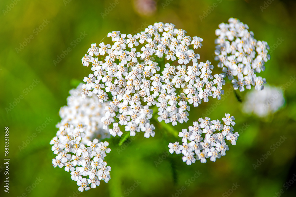 Yarrow flowers on a green natural background
Yarrow flowers on a green natural background