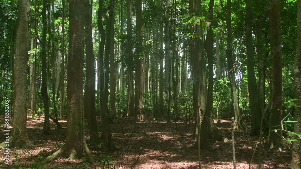 Ubud's Hidden Gem: Capturing Nature and Monkeys in 4K Ubud's Hidden Gem: Capturing Nature and Monkeys in 4K