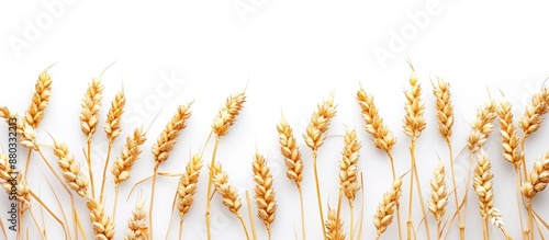 Isolated wheat spikelets on...