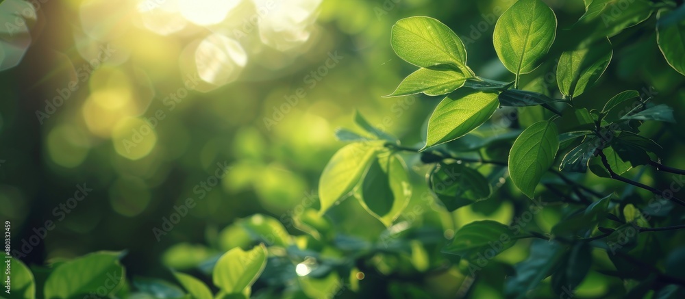 Obraz premium Selective focus with a shallow depth of field on fresh green leaves creating a background with copy space image