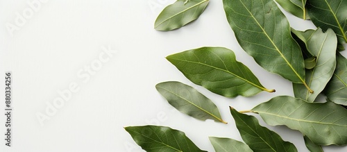Photo of bay leaves on a wh...