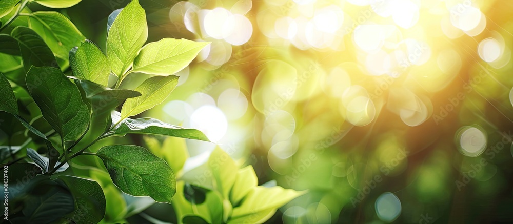 Beautiful nature with green leaves shown up close against a blurred background of trees and sunlight in a public garden ideal for wallpapers and backdrops due to the ample copy space image Beautiful nature with green leaves shown up close against a blurred background of trees and sunlight in a public garden ideal for wallpapers and backdrops due to the ample copy space image