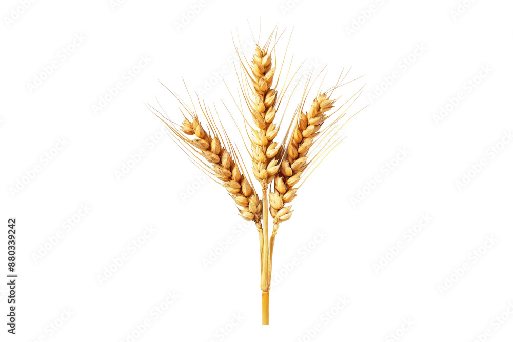 Top view of wheat ear isolated on transparent background Top view of wheat ear isolated on transparent background