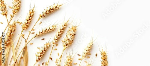 Isolated wheat spikelets on...