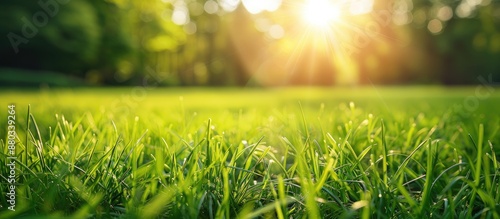 A detailed shot of vibrant green grass illuminated by the sun with copy space image photo