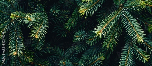Festive Christmas fir tree ...