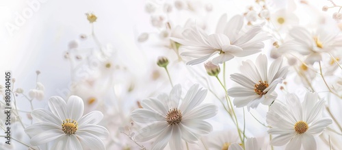 White daisy flowers with a backdrop of other summer blooms in a copy space image