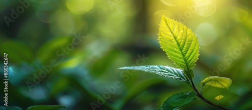 Green leaf in focus against...