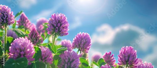 Purple Hedgehog clover Trifolium echinatum blooms against a stunning sky perfect for text with copy space image photo