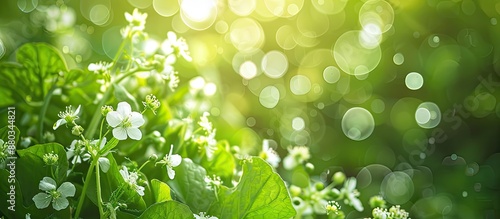 Radish buds and blossoms with bunchy white flowers bloom in winter against a blurred green backdrop ideal for a copy space image