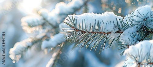 Snow covered pine branch wi...