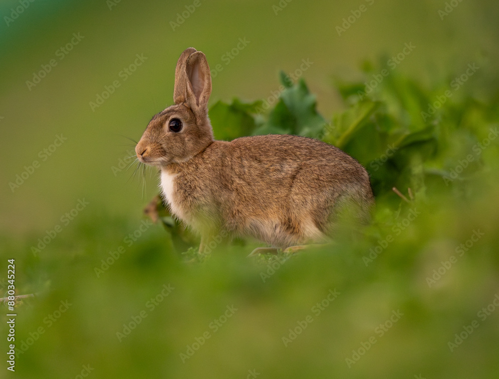 magnifique portrait d'un lapin de garenne sauvage, assis en extérieur, avec une tâche blanche sur le poitrail magnifique portrait d'un lapin de garenne sauvage, assis en extérieur, avec une tâche blanche sur le poitrail