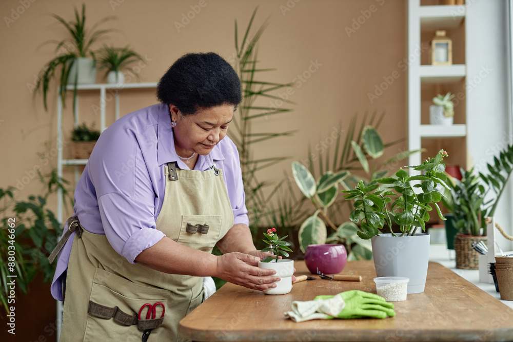 Fototapeta premium Side view portrait of senior Black woman repotting flowers while enjoying gardening indoors, copy space