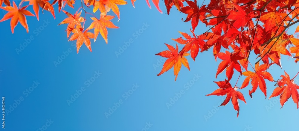 Fall foliage of a Japanese maple tree against a bright blue sky with copy space image Fall foliage of a Japanese maple tree against a bright blue sky with copy space image