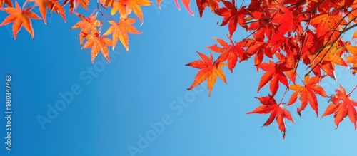 Fall foliage of a Japanese ...