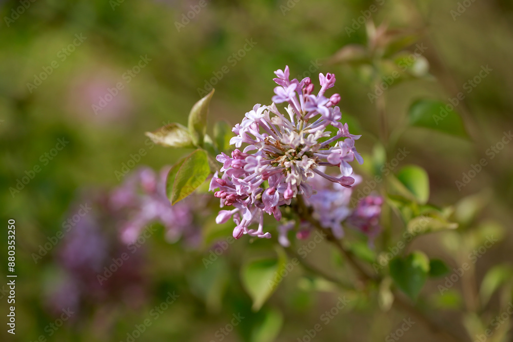purple lilac bush flover closeup purple lilac bush flover closeup