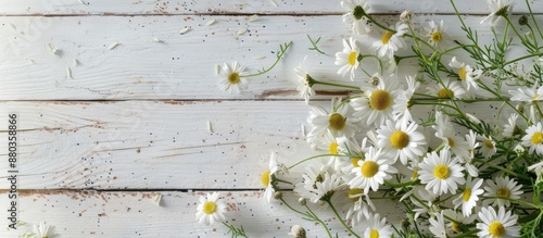 White wooden table adorned with spring daisies or chamomile providing a serene backdrop for a copy space image photo